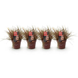 Uncinia Everflame - 4 plants - H 50 cm, pot Ø17 cm