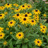 Rudbeckia Goldsturm - H 15-25 cm, pot Ø11 cm
