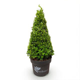 Buis Skylight en pyramide - H 60-70 cm, pot Ø23 cm