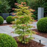 Érables du Japon Phoenix - 2 plants - H 70 cm, pot Ø19 cm