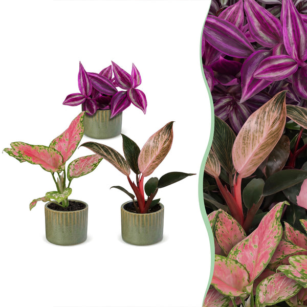 Baby Paradise avec cache-pots Linnea vert olive - Tradescantia, Philodendron et Aglaonema - lot de 3 ou 6 - pot Ø6 cm - photo 6