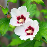 Green boutiQ - Gartenpflanze - Hibiscus syriacus Hamabo - Garten-Hibiskus - Winterhart - Weiß - Rosa - 3 Pflanzen - Topf 17cm - Höhe 45cm