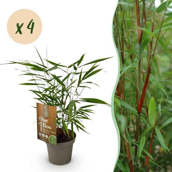 Bambou Fargesia Asian Wonder - Fargesia scabrida - H 35 cm, pot Ø14 cm