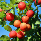 Prunier Victoria - Prunus domestica