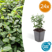 Fusain rampant radicans en godet - Euonymus fortunei var. radicans - H 10-25 cm, pot Ø9 cm - photo 7