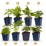 Groen boutiQ - Borderpakket - Schaduw - 24 Vaste planten - 3 m2 - Diversen kleuren - Weinig Onderhoud - Pot 11cm