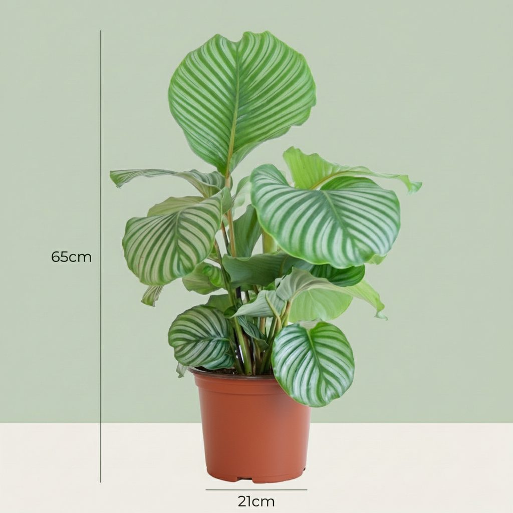 Calathea Orbifolia – Plante paon | Pot 21 cm, Hauteur 60 cm