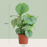 Calathea Orbifolia – Plante paon | Pot 21 cm, Hauteur 60 cm