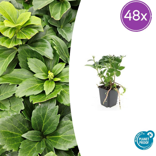 Pachysandra en godet - Pachysandra terminalis - H 10-25 cm, pot Ø9 cm