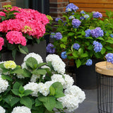 Hortensias Endless Summer en mélange - H 20-25 cm, pot Ø14 cm