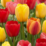 Tulipe Darwin hybride en mélange