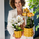 Orchidée Phalaenopsis jaune Blossom Lima - cache-pot Retro jaune et boîte cadeau