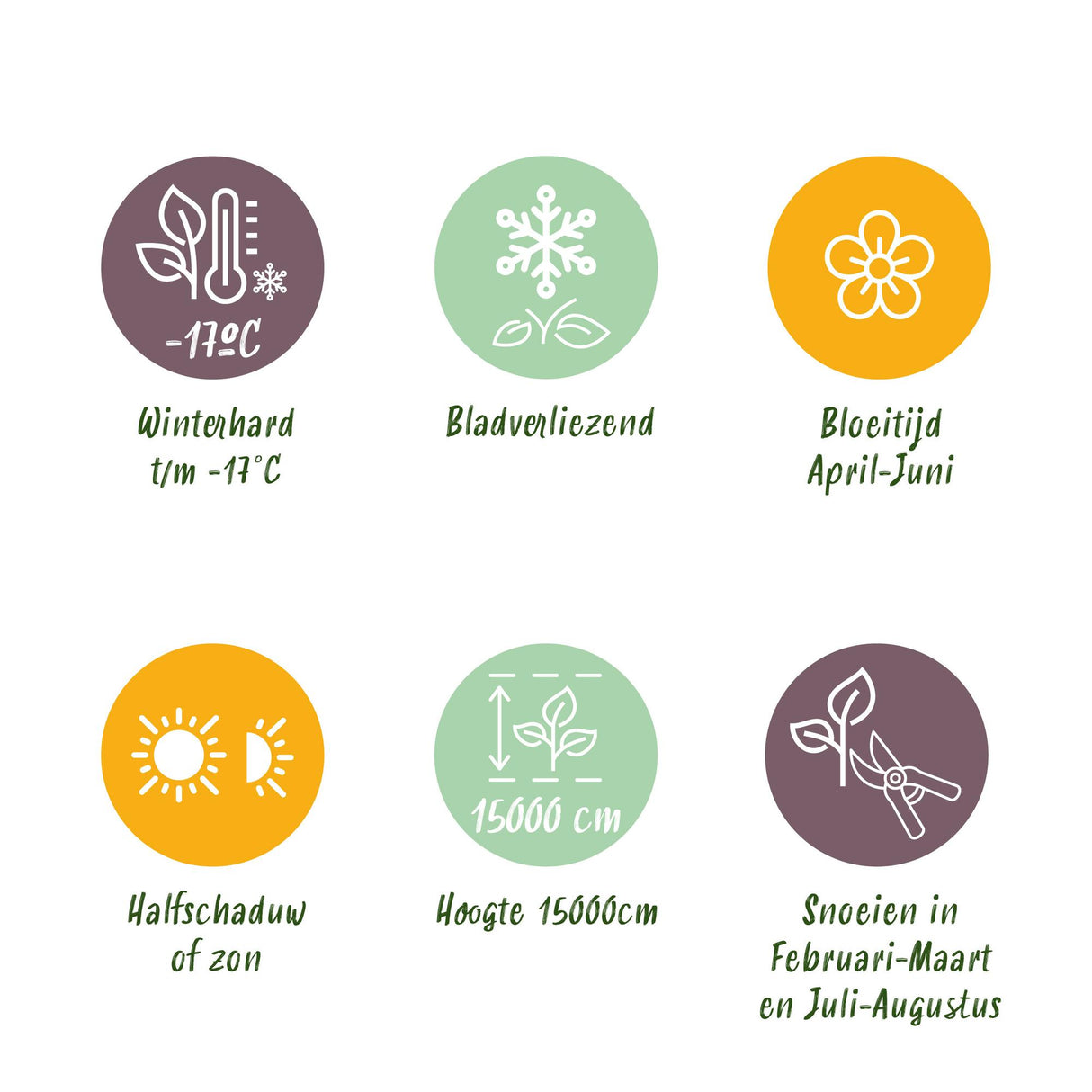 Glycine Prolific – Lot de 1 – Pot 11 cm – Hauteur 40 cm