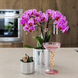 Kolibri Orchids | Violette Vienna-Orchidee + Disco Ziertopf – Topfgröße Ø9cm | blühende Zimmerpflanze – frisch vom Züchter