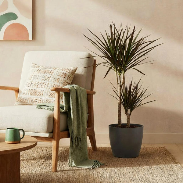 Green BoutiQ - Zimmerpflanzen - Dracaena Magenta - Drachenbaum - Pflegeleicht - Grün - 1 Pflanze - mit Topf Grau - Topf 21cm - Höhe 90-100cm