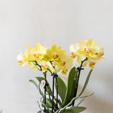 Kolibri Orchids | Gelbe Albenga Orchidee + Übertopf Bold Cognac – Topfgröße Ø9cm | blühende Zimmerpflanze – frisch vom Züchter