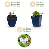 Géranium vivace Spessart - H 15-25 cm, pot Ø11 cm