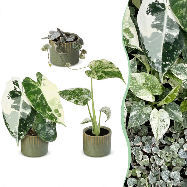 Baby Variegata avec cache-pots Linnea vert olive - Alocasia, Monstera et Ceropegia panachés - lot de 3 ou 6 - pot Ø6 cm - photo 6
