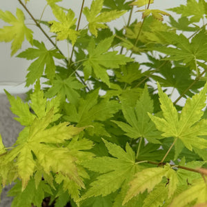 Acer palmatum Orange Dream – Pot 12 cm – Hauteur 35 cm