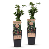 Mûrier sans épines Thornless Evergreen - Ronce laciniée - H 50 cm, pot Ø15 cm