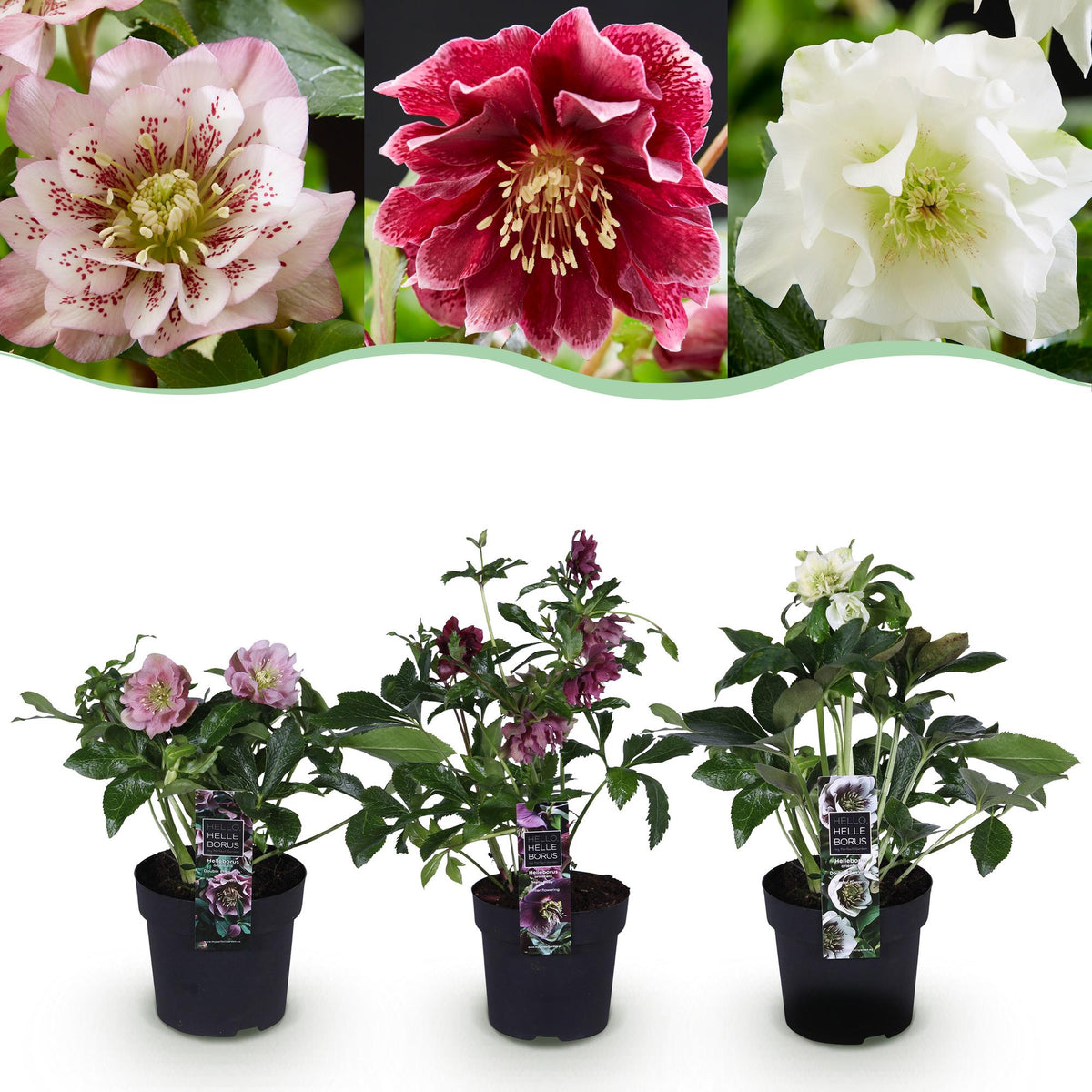 Hellébore orientale double en mélange - H 35 cm, pot Ø14 cm