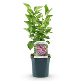 La Green Touch - Tuinplant - Syringa vulgaris Michel Buchner - Gewone Sering - Winterhard - Roze - 1 Plant - Pot 17cm - Hoogte 45cm