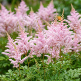Astilbe Europa - H 15-25 cm, pot Ø11 cm - photo 5