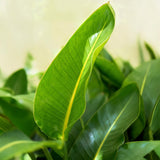 Green BoutiQ - Zimmerpflanzen - Strelitzia Nicolai - Paradiesvogelblume - Pflegeleicht - Grün - 1 Pflanze - mit Topf Grau - Topf 21cm - Höhe 110-120cm