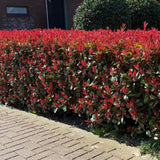 Photinia Carré Rouge - H 55 cm, pot Ø17 cm