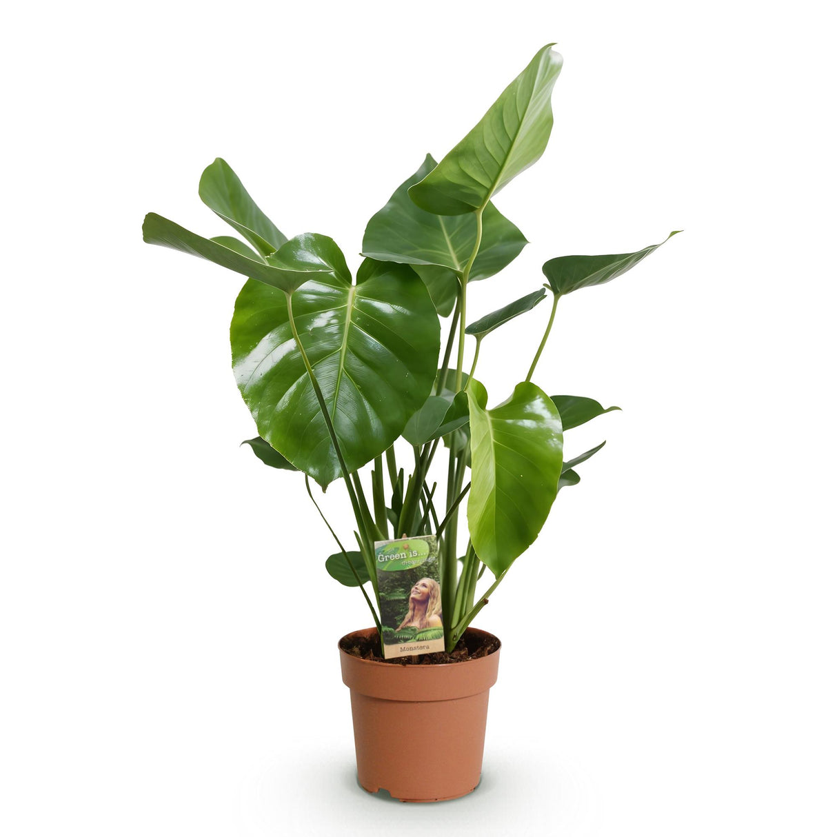 Monstera Deliciosa – Plante trouée | Pot 17 cm, Hauteur 50-55 cm