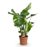 Monstera Deliciosa – Plante trouée | Pot 17 cm, Hauteur 50-55 cm