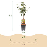 Poirier Conference - H 90 cm, pot Ø21 cm