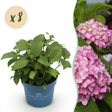 Hortensia Endless Summer The Original rose - Hydrangea macrophylla - H 20-25 cm, pot Ø14 cm