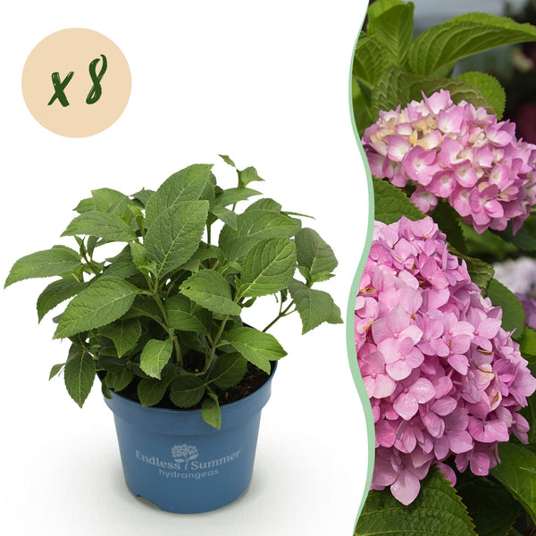 Hortensia Endless Summer The Original rose - Hydrangea macrophylla - H 20-25 cm, pot Ø14 cm