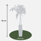 Wisteria sinensis 'Prolific' – Chinesischer Blauregen – Ø15cm – ↕65cm