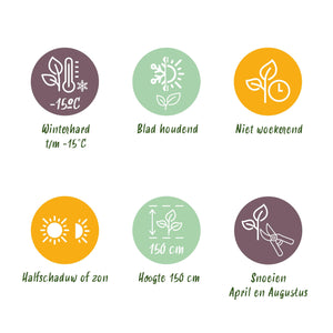 Elaeagnus ebbingei Compacta – Lot de 8 – Pot 9 cm