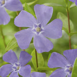 Petite pervenche en godet - Vinca minor - H 10-25 cm, pot Ø9 cm - photo 6