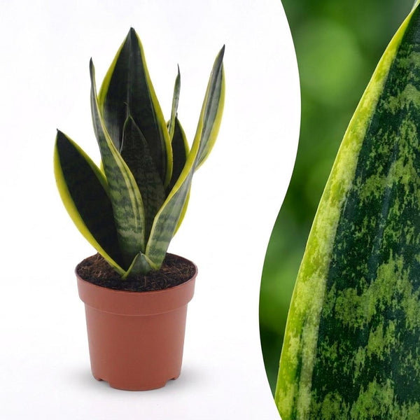 Sansevieria Futura Superba - Langue de belle-mère compacte
