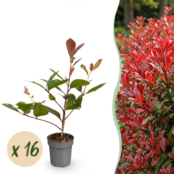 Kit haie Photinia Red Robin