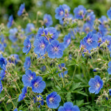 Géranium vivace Johnson's Blue - Bec-de-grue bleu - H 15-25 cm, pot Ø11 cm