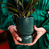 Orchidée Phalaenopsis vieux rose Mineral Treviso avec cache-pot Diabolo vert à réserve d'eau - H 45 cm, pot Ø9 cm