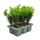 4 x 6er-Pack Buchsbaum NewGen Freedom – Winterharte Immergrüne Sträucher 24 x Ø7 cm - ↕15 cm | Kompakter Buchsbaum