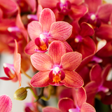 [NL: Kolibri Orchids - Surprise box mix - planten eenkleurig voordeel box - verrassingsbox met 2 orchideeën Ø9cm - vers van de kweker]