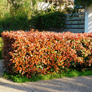Photinia Little Red Robin – Lot de 8 – Hauteur 30 cm