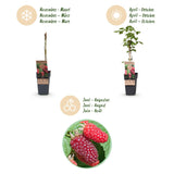 Tayberry - H 50 cm, pot Ø15 cm