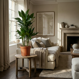 Green boutiQ - Zimmerpflanze - Drachenbaum Janet Craig - Dracaena Janet Craig - Grün - Wenig Pflege - 1 Pflanze - Topf 21cm - Höhe 90 - 100cm