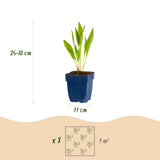 Groen boutiQ - Borderpakket - Bijen en Vlinderlokkend - 8 Vaste planten - 1 m2 - Diversen kleuren - Weinig Onderhoud - Pot 11cm