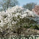 Groen boutiQ - Heesters -  Magnolia Stellata  - Bloem Wit  - 1 Plant - Bladverliezend - Weinig Onderhoud - Pot 17cm Hoogte 45cm