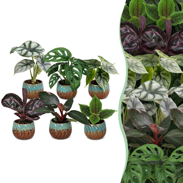 Baby Jungle avec cache-pots cuivre - Alocasia, Calathea et Monstera - lot de 3 ou 6 - pot Ø6 cm - photo 6