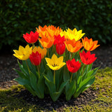 Green boutiQ - Blumenzwiebeln - Tulpe Praestans Mix - Diverse Farben - 25 Stück - Zwiebelgröße 8/9 - XXL Pack